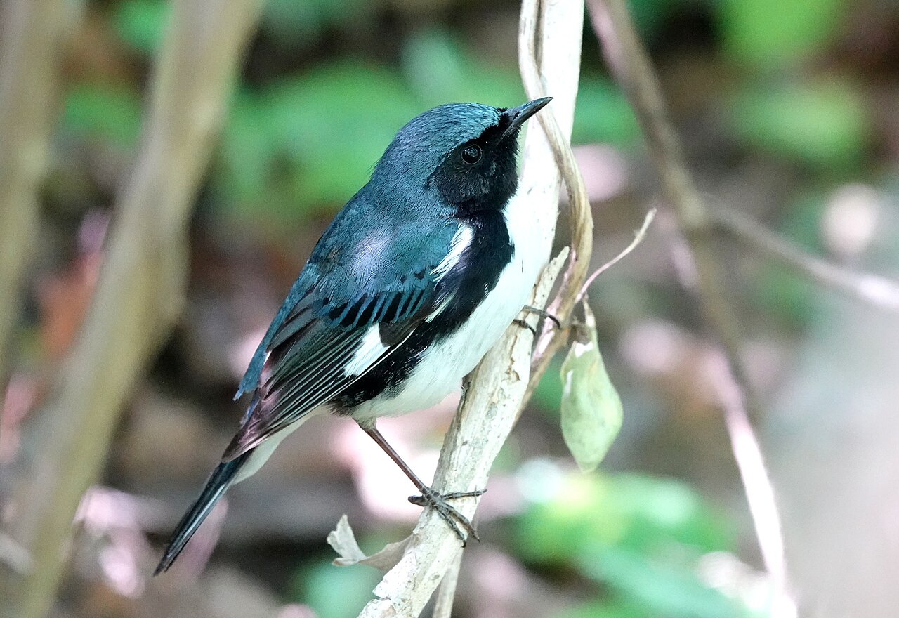 Black-throated Blue Warbler (Setophaga caerulescens)