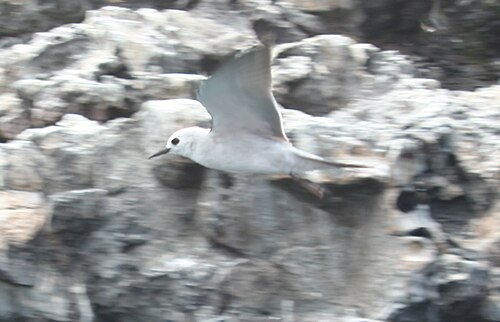 Blauwgrijze noddy (Anous ceruleus)