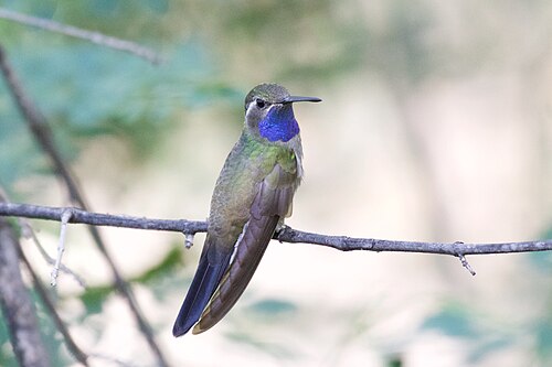 Blauwkeeljuweelkolibrie (Lampornis clemenciae)