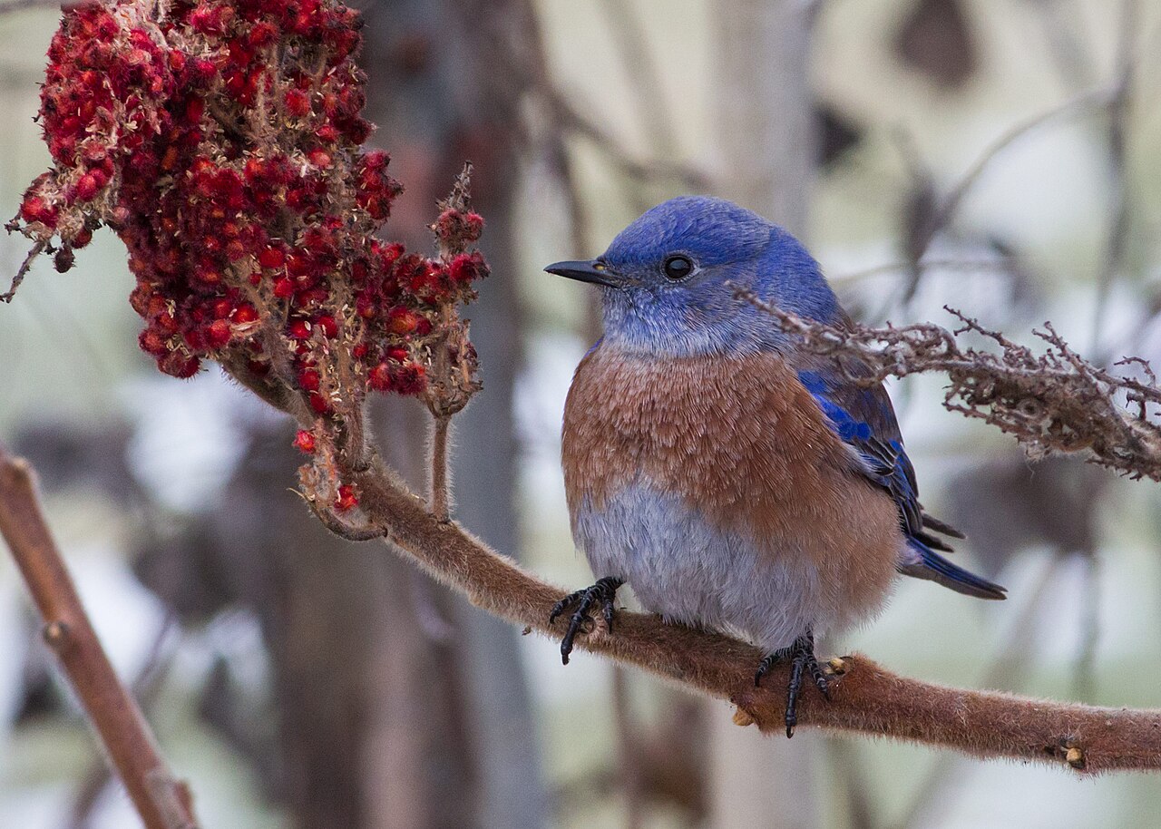 Azulejo garganta azul (Sialia mexicana)
