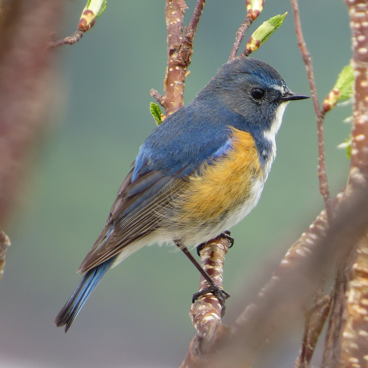 Blauwstaart (Tarsiger cyanurus)