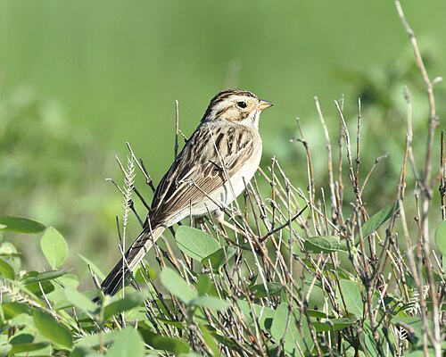 Bleke gors (Spizella pallida)