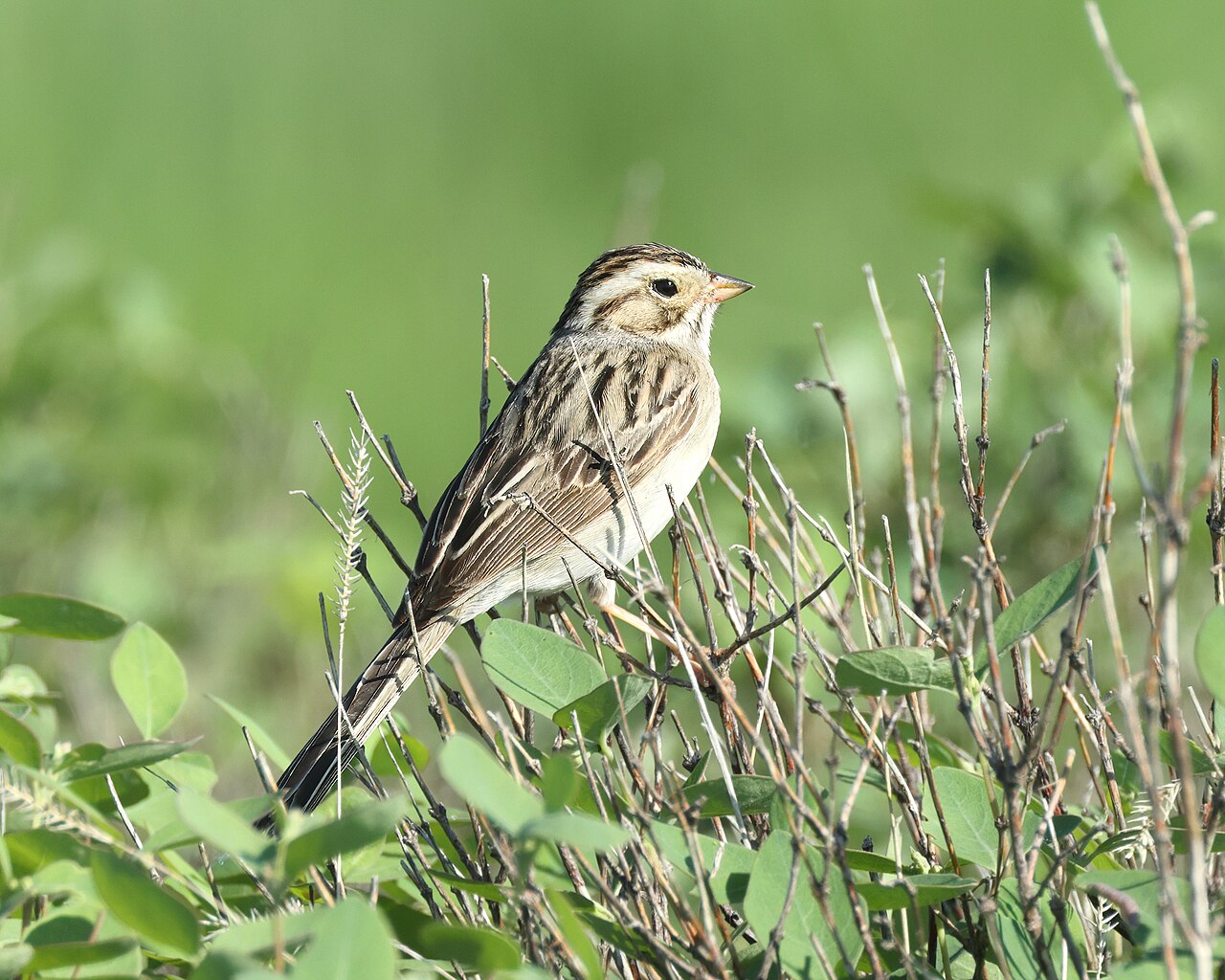Chimbito pálido (Spizella pallida)