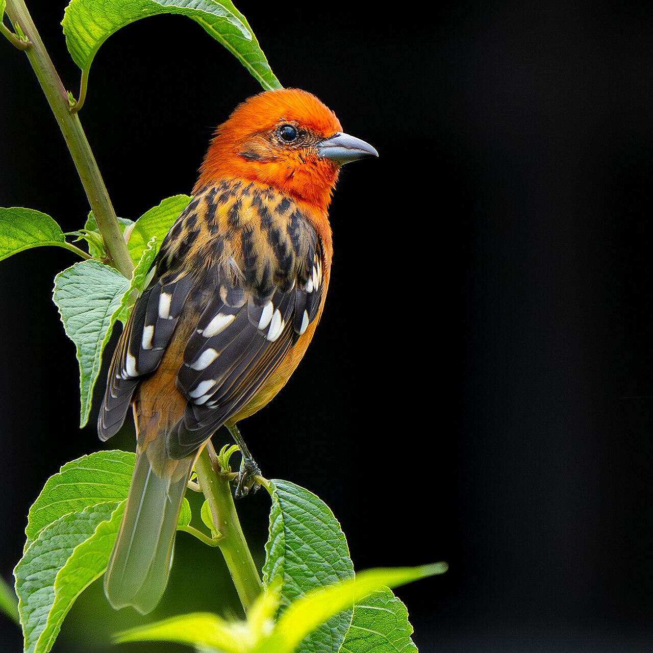 Flame-colored Tanager (Piranga bidentata)