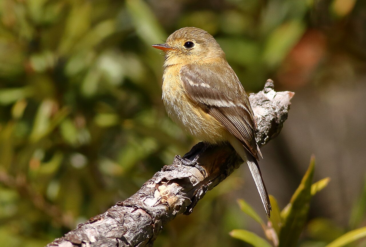 Blonde feetiran (Empidonax fulvifrons)