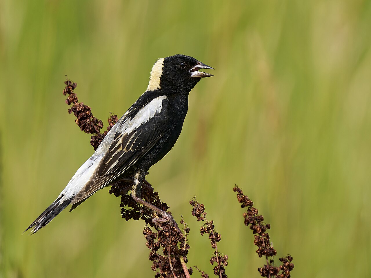Bobolink (Dolichonyx oryzivorus)