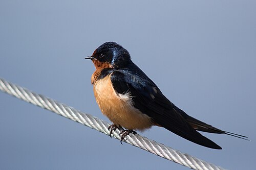 Boerenzwaluw (Hirundo rustica)