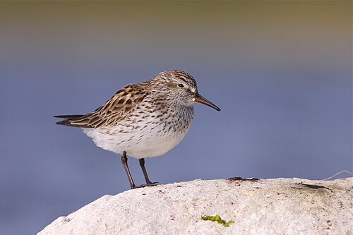 Bonapartes strandloper (Calidris fuscicollis)