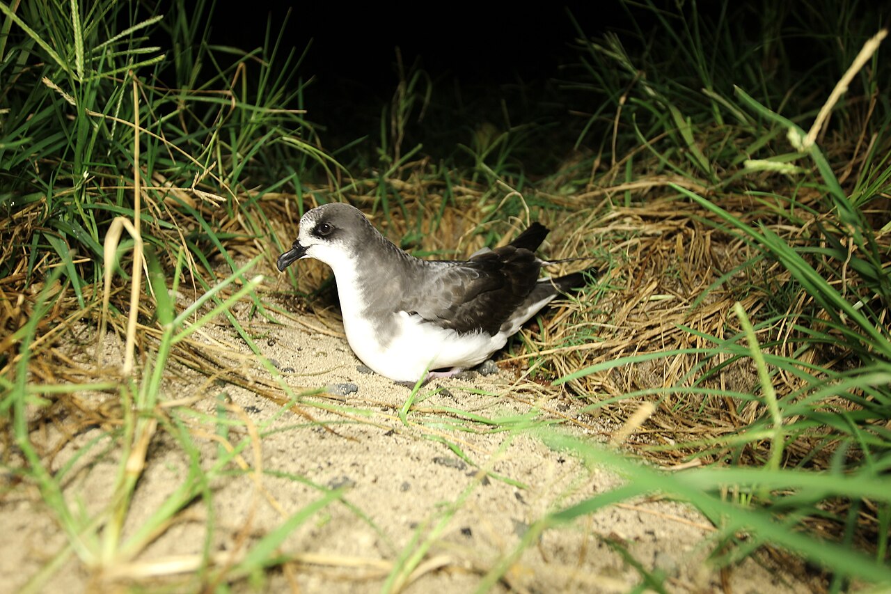 Boninstormvogel (Pterodroma hypoleuca)