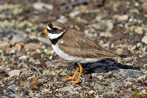 Bontbekplevier (Charadrius hiaticula)