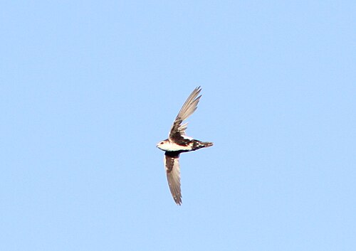 Bonte gierzwaluw (Aeronautes saxatalis)