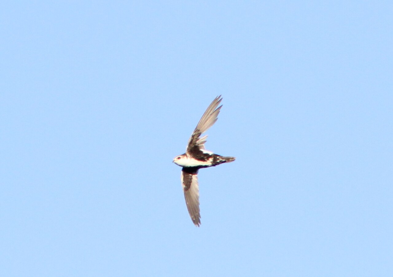 Bonte gierzwaluw (Aeronautes saxatalis)