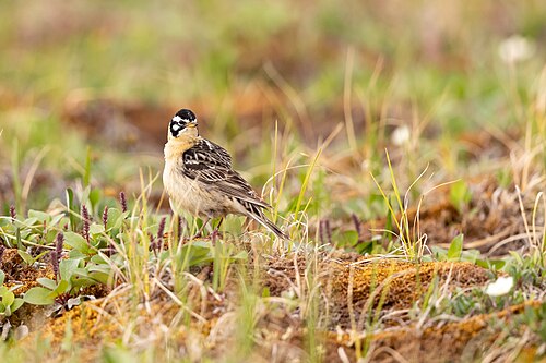 Bonte IJsgors (Calcarius pictus)