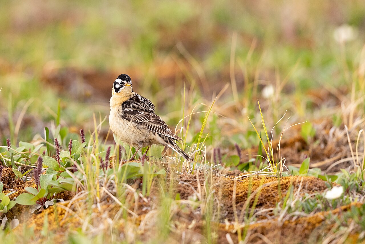 Escribano de Smith (Calcarius pictus)