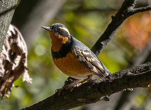 Bonte lijster (Ixoreus naevius)