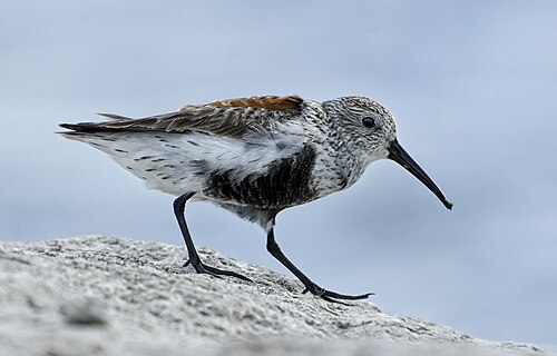 Bonte strandloper (Calidris alpina)