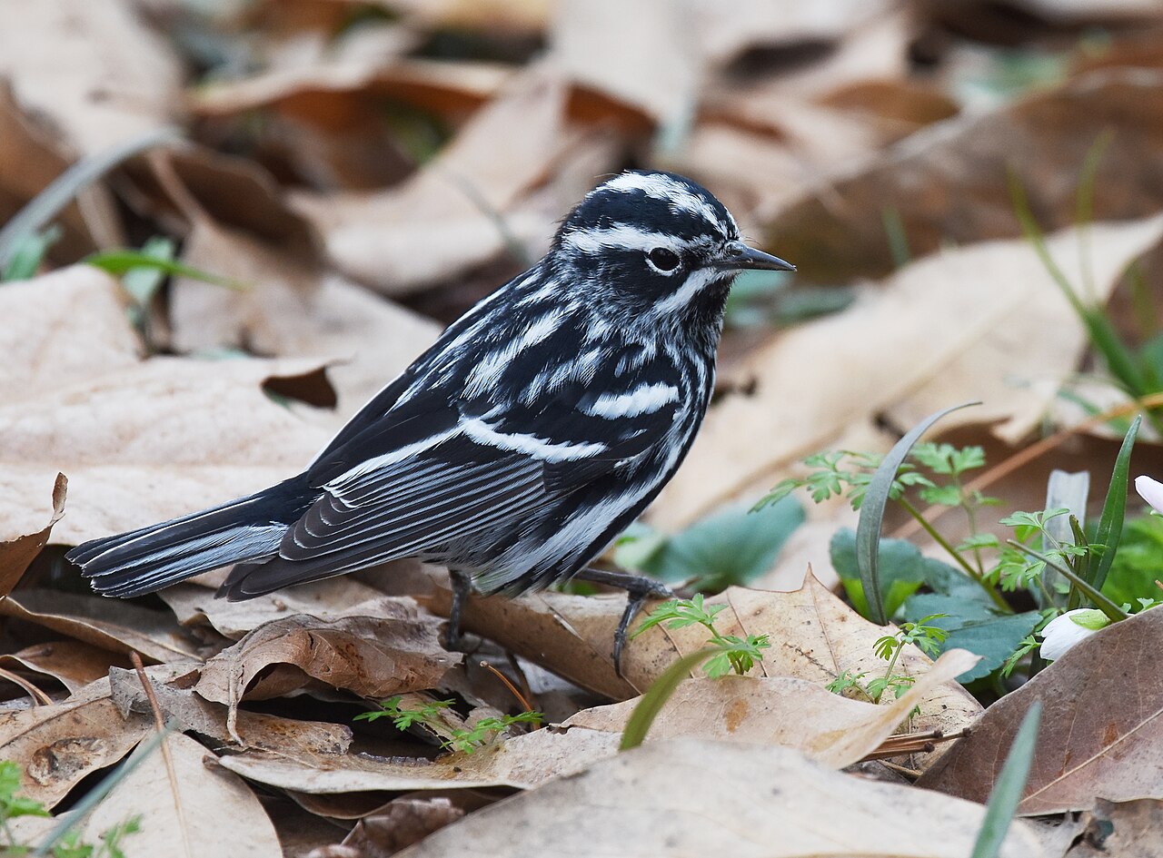 Chipe trepador (Mniotilta varia)
