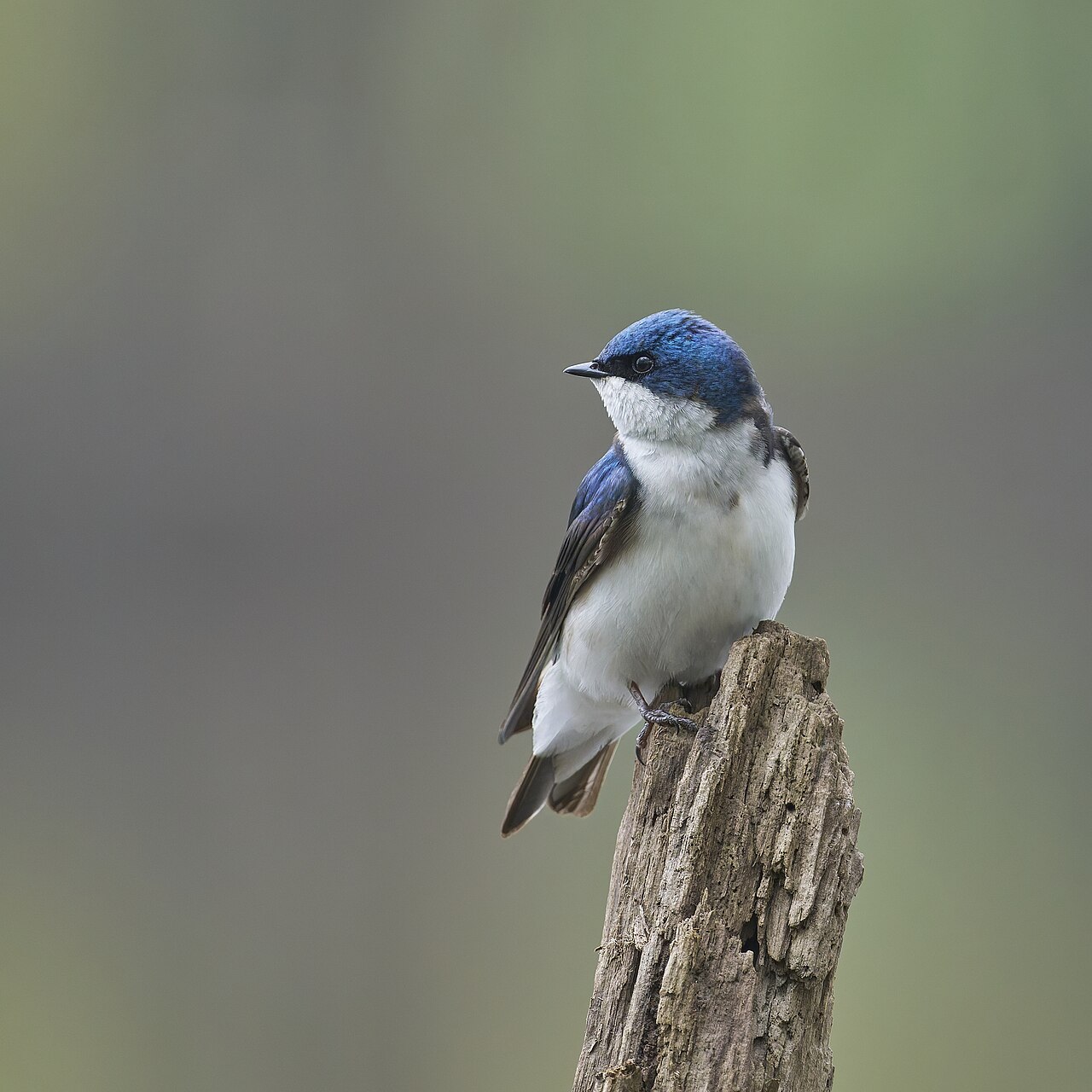 Boomzwaluw (Tachycineta bicolor)