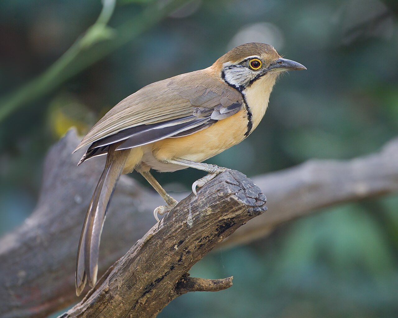 Greater Necklaced Laughingthrush (Pterorhinus pectoralis)