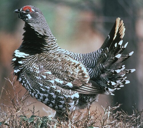 Bossneeuwhoen (Canachites canadensis)