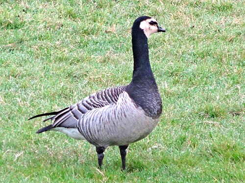 Brandgans (Branta leucopsis)