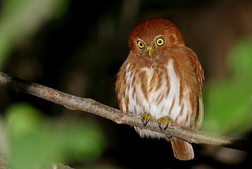 Braziliaanse dwerguil (Glaucidium brasilianum)