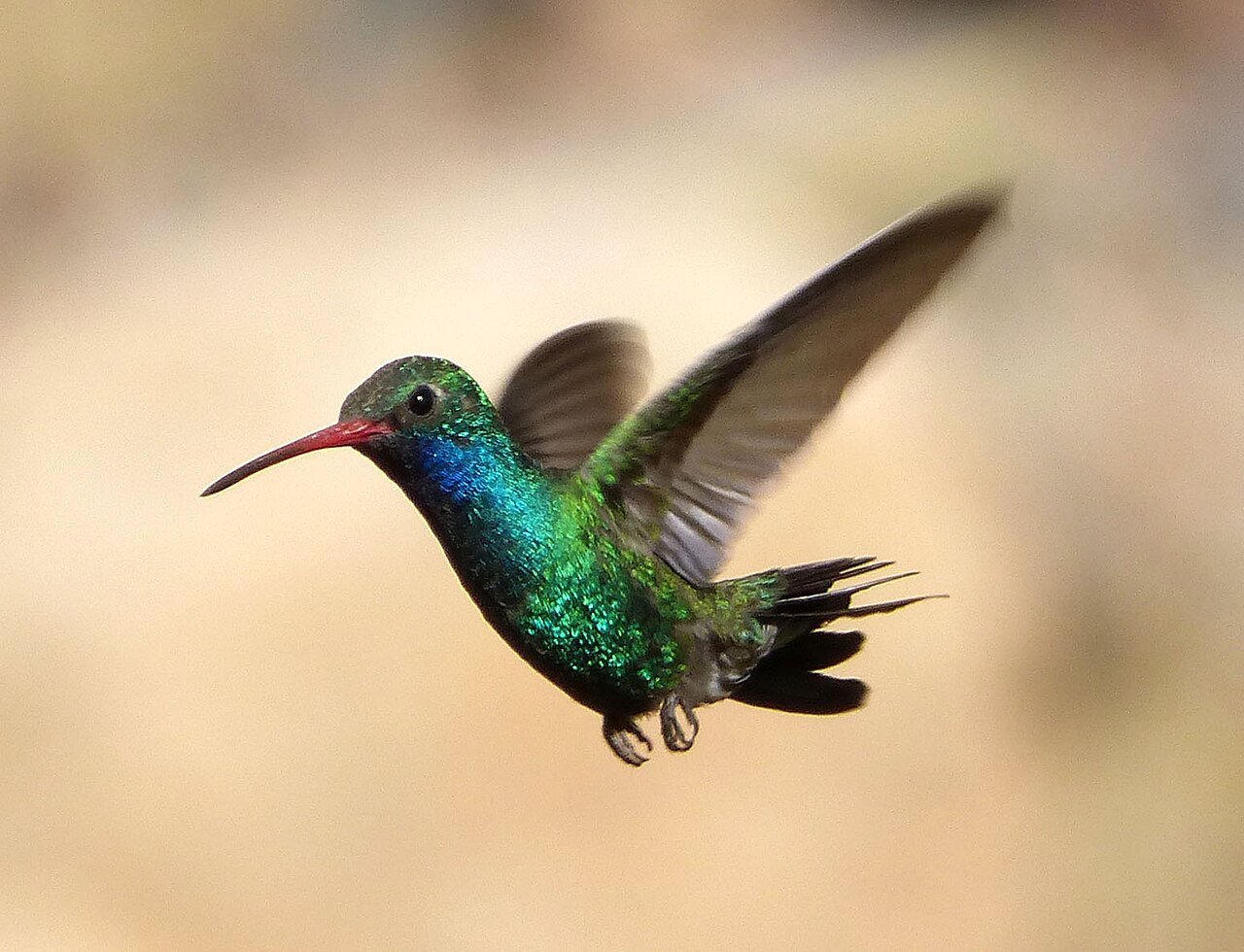 Breedsnavelkolibrie (Cynanthus latirostris)