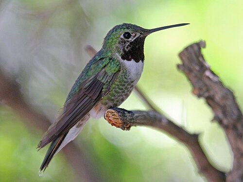 Breedstaartkolibrie (Selasphorus platycercus)