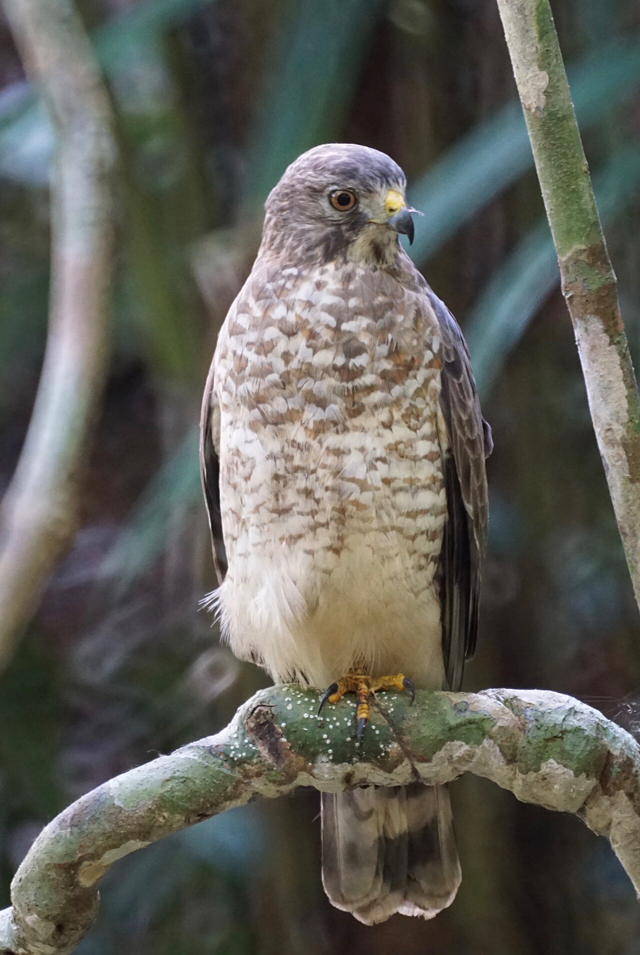 Busardo aliancho (Buteo platypterus)