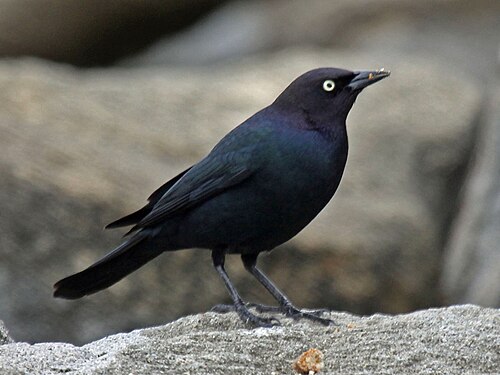 Brewers troepiaal (Euphagus cyanocephalus)