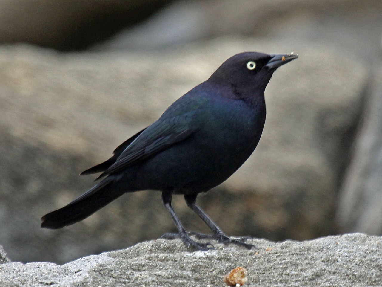 Brewer's Blackbird (Euphagus cyanocephalus)