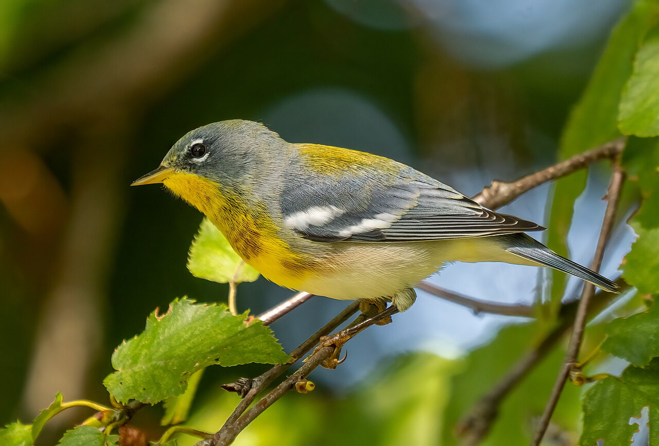 Brilparulazanger (Setophaga americana)