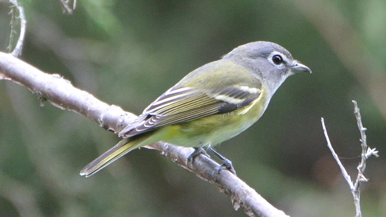 Brilvireo (Vireo solitarius)
