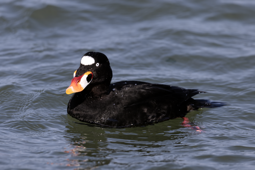 Brilzee-eend (Melanitta perspicillata)