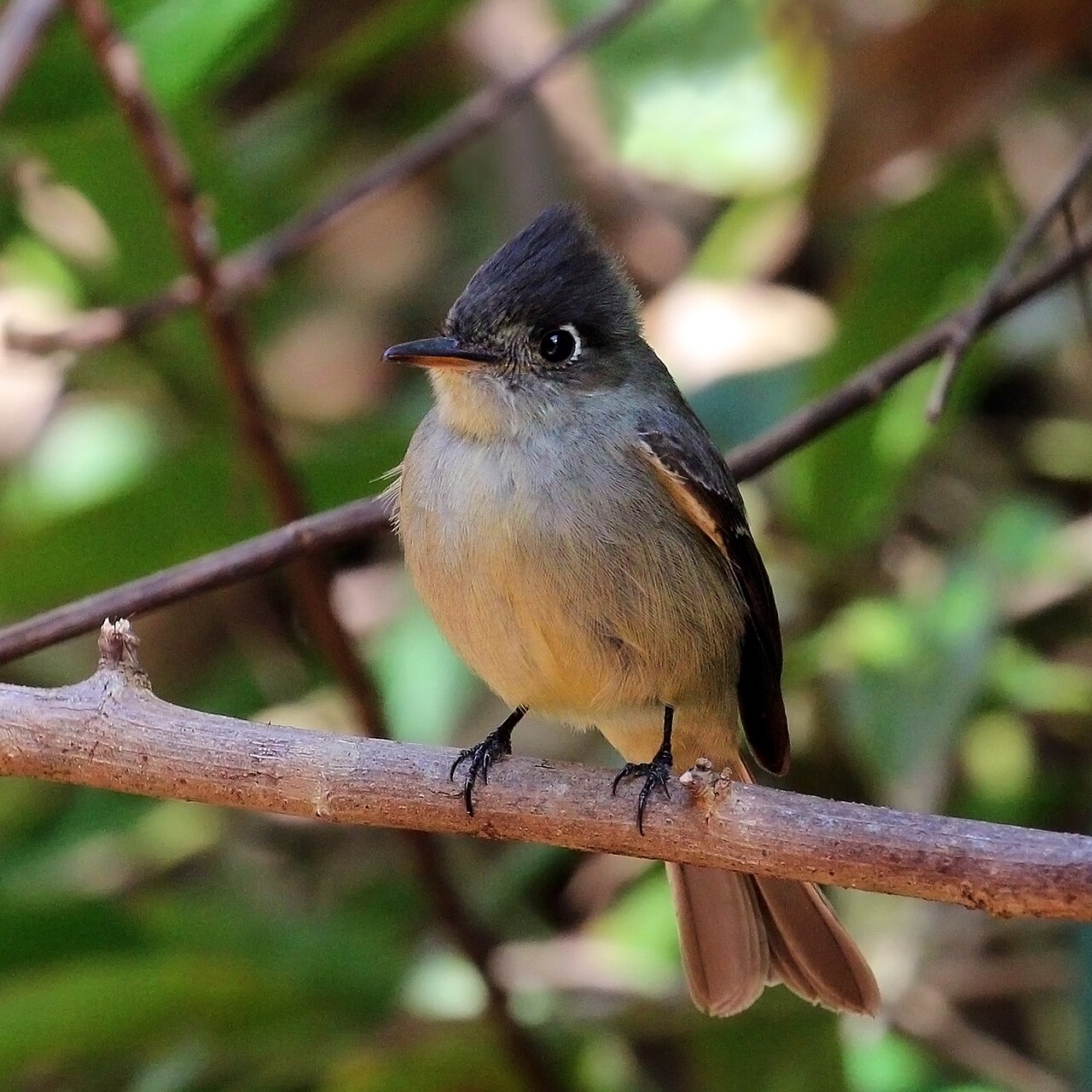 Cuban Pewee (Contopus caribaeus)