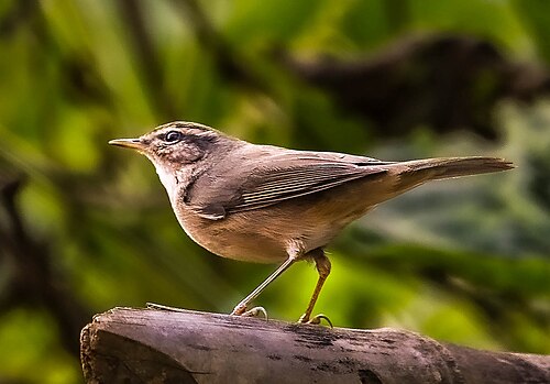 Bruine boszanger (Phylloscopus fuscatus)