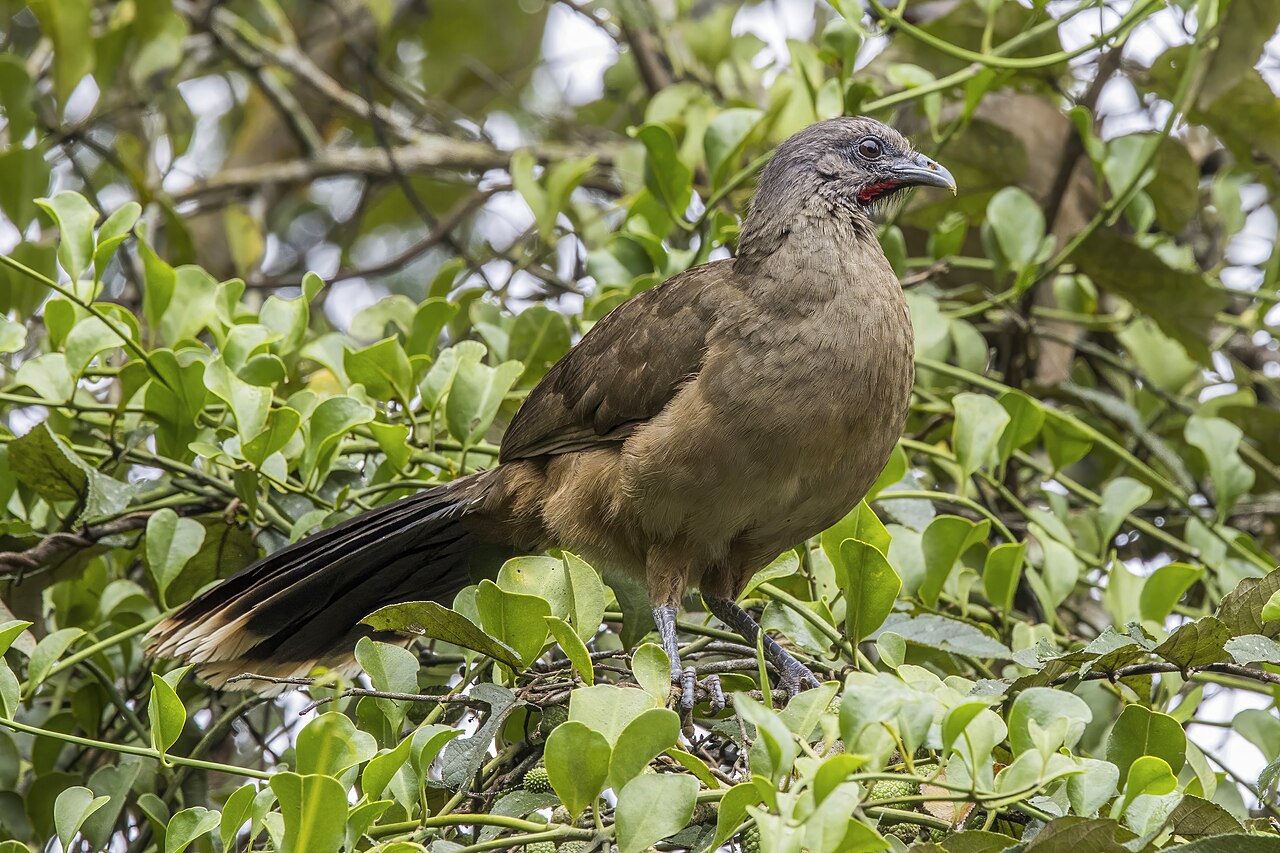 Chachalaca oriental (Ortalis vetula)