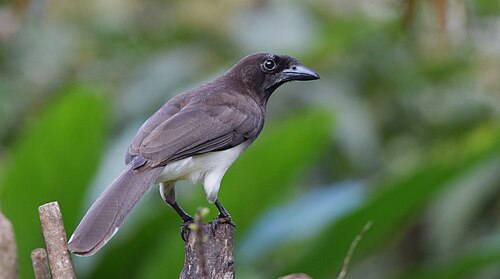 Bruine gaai (Cyanocorax morio)