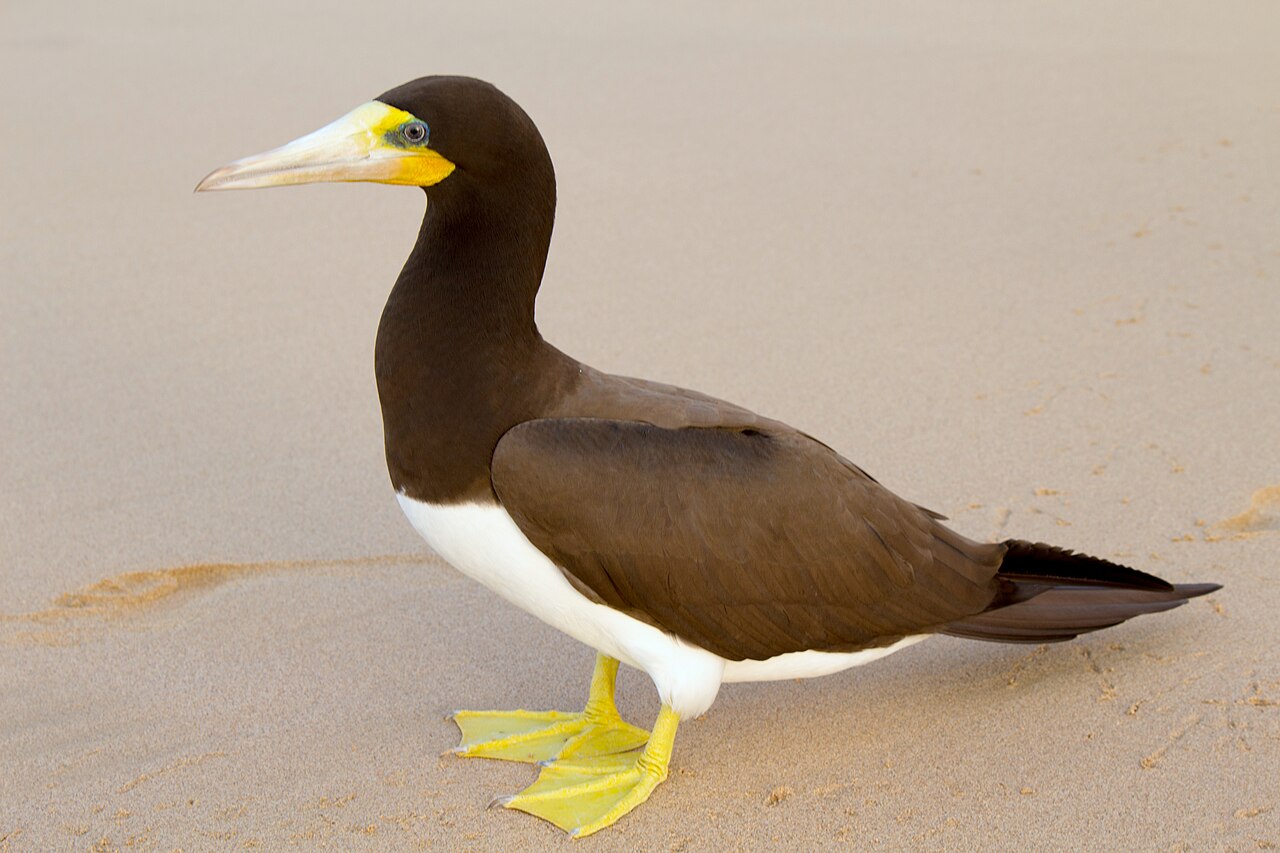 Brown Booby (Sula leucogaster)