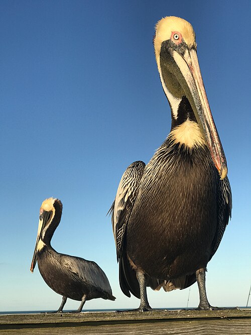 Bruine pelikaan (Pelecanus occidentalis)