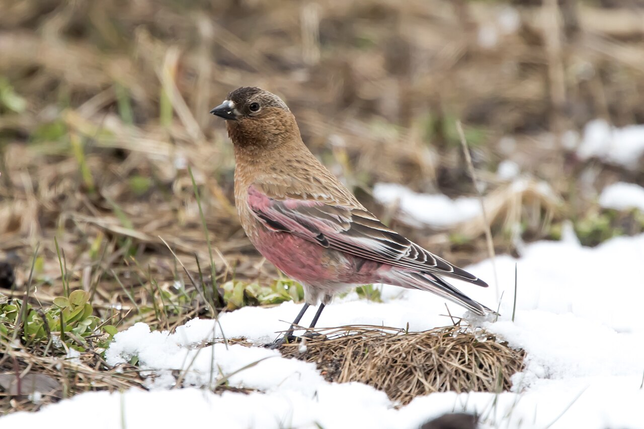 Brown-capped Rosy-Finch (Leucosticte australis)