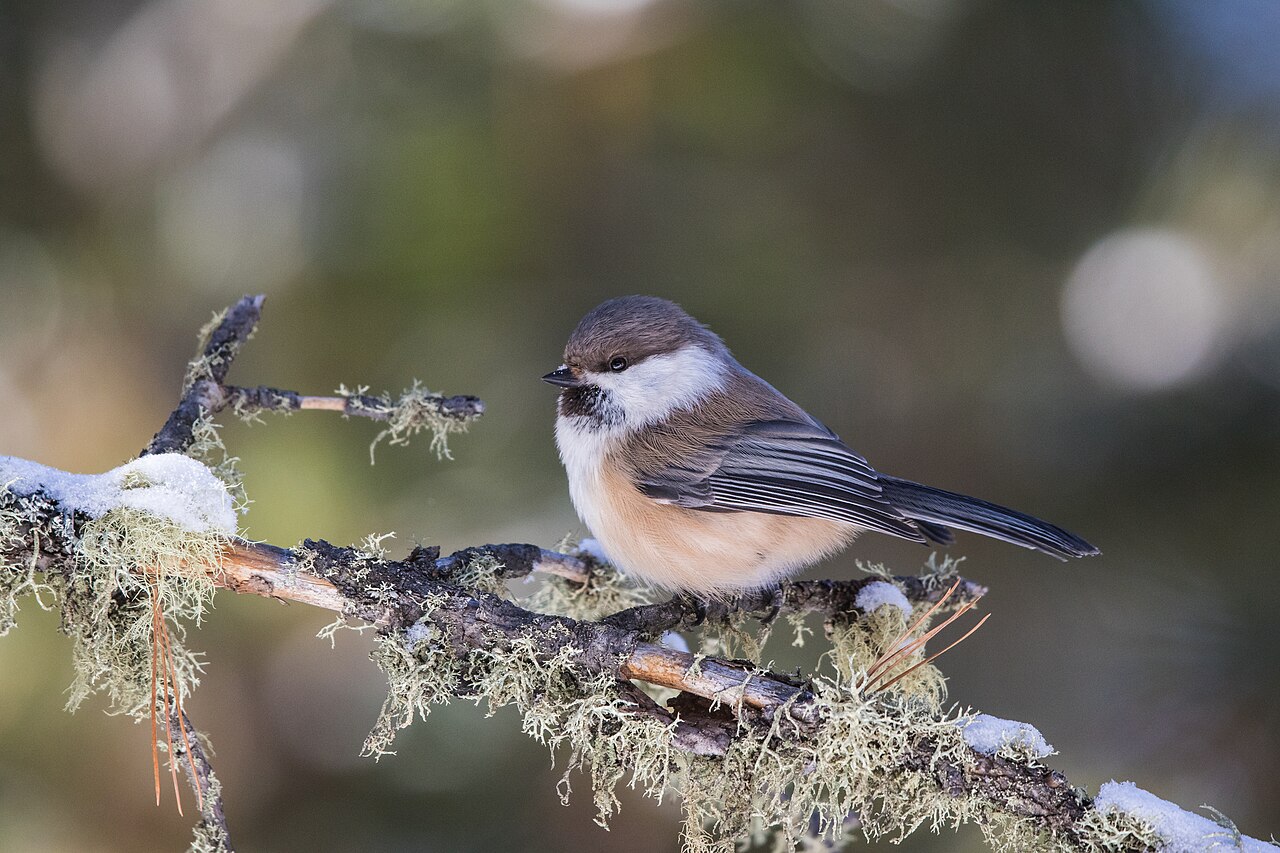 Carbonero lapón (Poecile cinctus)