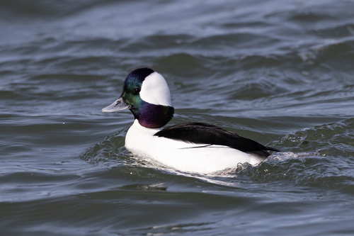 Buffelkopeend (Bucephala albeola)