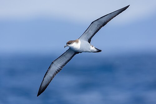 Bullers pijlstormvogel (Ardenna bulleri)