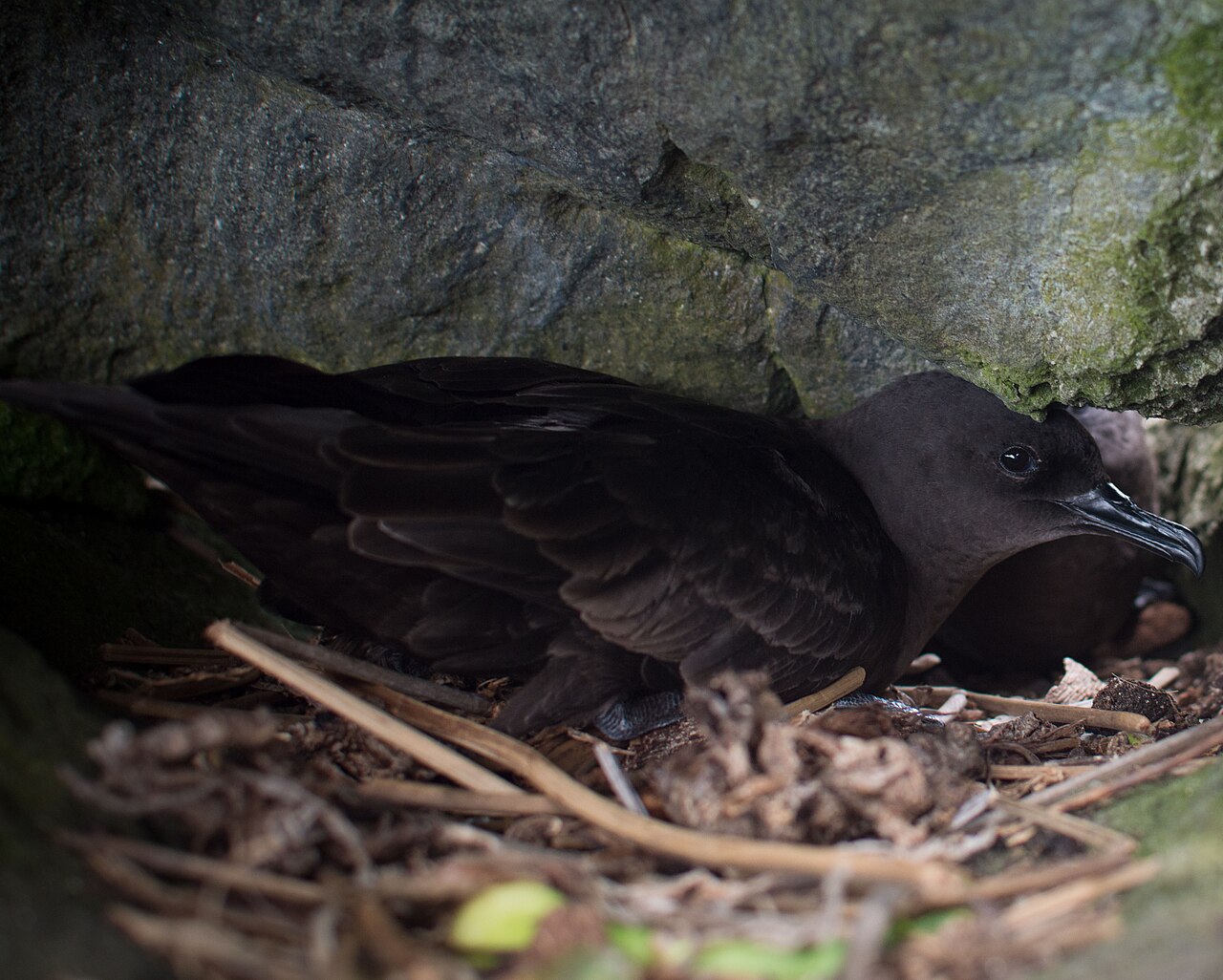 Petrel de Bulwer (Bulweria bulwerii)