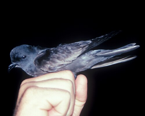 Californisch stormvogeltje (Hydrobates homochroa)