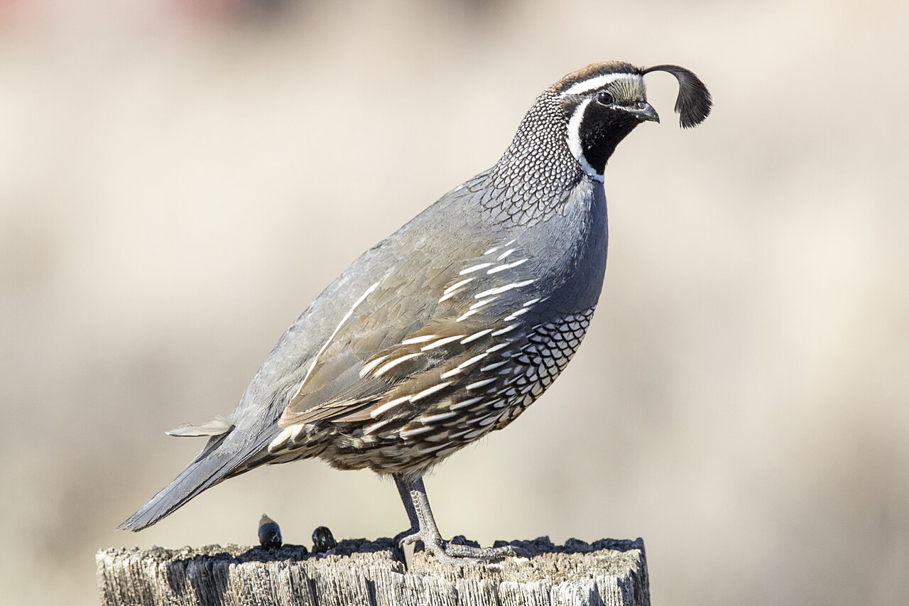 California Quail (Callipepla californica)