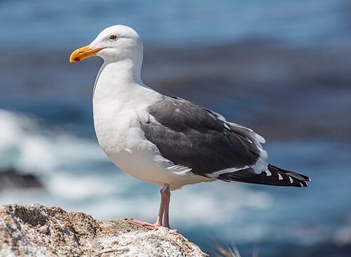 Californische meeuw (Larus occidentalis)