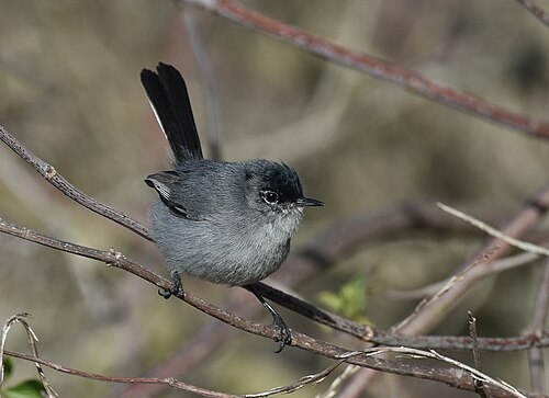Californische Muggenvanger (Polioptila californica)