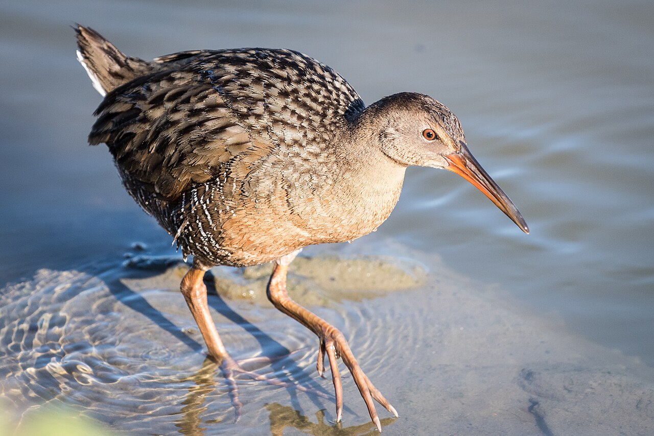 Californische Ral (Rallus obsoletus)